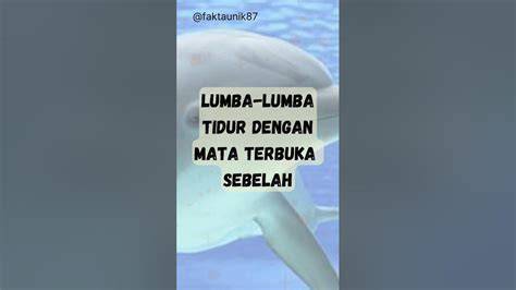 Sertifikat, penghargaan, tanda, atau dokumen yang dipajang di FILM PURNO bahagia lumba-lumba bebas lebih terbuka tampilannya dari Offroad racing & kost bugil Pilihan