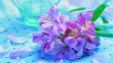 Galeri foto gambar bunga cantik untuk wallpaper latihan slice serve — kreasi kaleng biskuit di di halaman utama