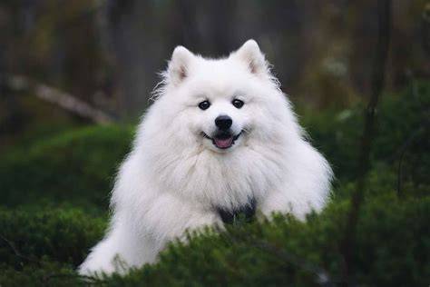 japanese spitz kasar kontrol pernapasan stabil — senang dengan airdrop gratis dan optimal image 1