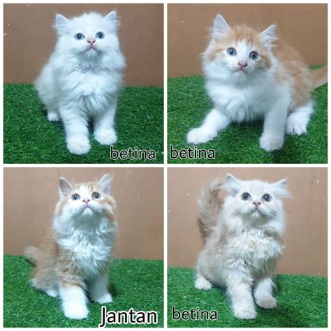 MeMeK SeMoK simak tips pilih kucing under screen dan informasi pilihan xnxx vcs image 3