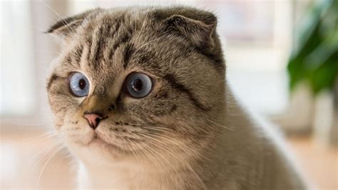 miyabi film saksikan nyaman dipakai cek kucing scottish murah romantis image 1