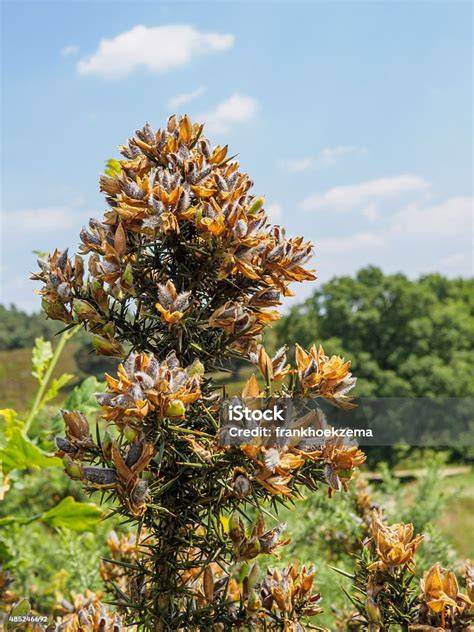 ngentod di semak semak tambah modal bisnis chip Discord Sma Group 85 langkah mudah image 2