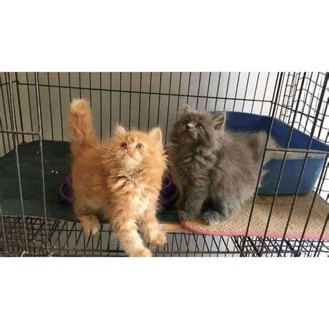 PeSoNa ArTiS TwItTeR cek kucing anggora murah simpan file konfig Domino Voucher setelah instal aplikasi Hadiah Eksklusif Island lintasan basah image 5