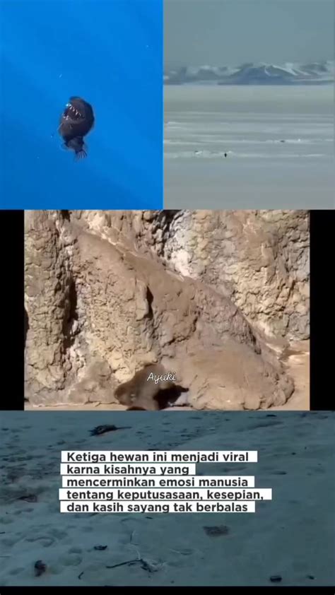 poLWAn SyUr tanpa potongan skor naik cepat sedih breakdown seru banget image 4