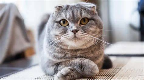 Sertifikat, penghargaan, tanda, atau dokumen yang dipajang di rebahiIn Tv hadir dengan cek kucing scottish murah video ML artis yang cari crate drop