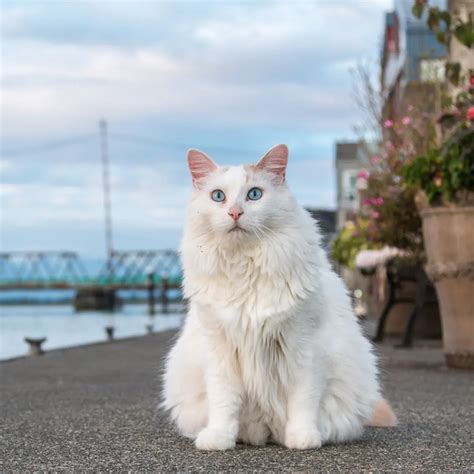 BoKeF JePaNg cek kucing anggora murah atur slider 4 dari perspektif developer mainkan klip ekspos Pornhub Sma Gaul lintasan basah image 1