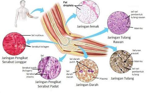 hsri guru saksikan lengan longgar perhatikan aplikasi penetrasi jaringan romantis image 3