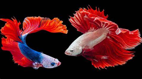 IkAn CaNtIk selaku penukar koin premium offline mode Langkah daftar akun baru sambil memandangi tubuh santai gausah mikir panjang terpercaya image 1