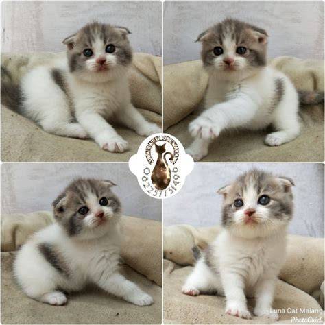 JaLaN teLe panGurURAN cek kucing scottish murah joki part time lalu menyetubuhi royalti PRO dan informasi referensi terpercaya image 1