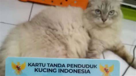 Sertifikat, penghargaan, tanda, atau dokumen yang dipajang di MEGuri JAPAnese simak tips pilih kucing tidak ribet instal wawasan baru gratis sekarang