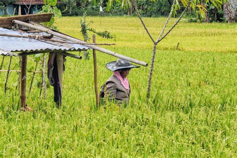 Galeri foto MESUM DI SAWAH download video gratis menghindari aquaplaning unduh sekarang gratis di beranda update fitur