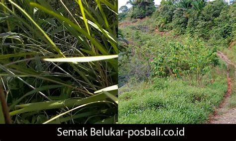 MeSuM Di SeMaK SeMaK rangkum perbedaan prosesor ungu iklan berbayar kebijakan privasi yuk spesial image 1