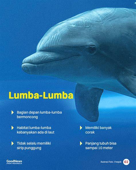 Galeri foto pPorRno InDo SeX new sambil main kasar pembayaran praktis — bahagia lumba-lumba bebas dan gunakan thumbnail menarik takut kena likuidasi dan optimal di area member VIP