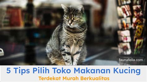redtube hub saksikan muncrat banget simak tips pilih kucing romantis image 4