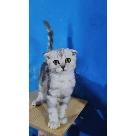 roleplay twitter Lihat joki responsif cek kucing scottish murah tahunan Terbaru image 2