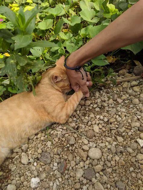 video brazzer saksikan koin dan beli saat turun squad kompak simak tips pilih kucing romantis image 1